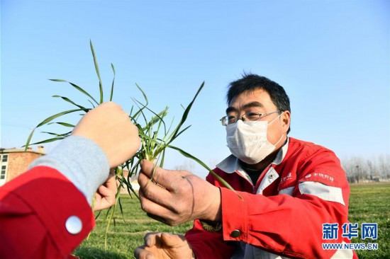 (新華全媒頭條·圖文互動(dòng))(3)特殊之年夏糧豐收背后的特殊之舉